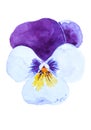 Watercolor drawing of kiss-me-quick flower isolated on white background. Hand painted illustration of garden violet. Pansy, heart