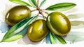 Watercolor drawing of large green olives with leaves on a white background.