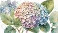 watercolor drawing of a large hydrangea flower Royalty Free Stock Photo