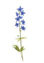 Watercolor drawing larkspur flowers