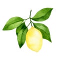 Watercolor drawing, lemon fruit tree branch. Royalty Free Stock Photo