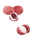 Watercolor drawing of litchi fruit. Royalty Free Stock Photo