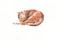 Watercolor drawing lying sleeping striped ginger cat