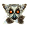 Watercolor drawing of mammal animal of lemur with large orange eyes with hair and tail, portrait of lemur, on white background fo