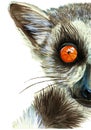 Watercolor drawing of mammal animal of lemur with large orange eyes with hair and tail, portrait of lemur, on white background fo