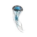 Watercolor drawing of a marine inhabitant - jellyfish