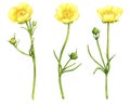 Watercolor drawing meadow buttercup flowers Royalty Free Stock Photo