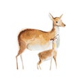 Watercolor drawing of mother deer and a fawn Royalty Free Stock Photo