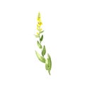 watercolor drawing mullein Royalty Free Stock Photo