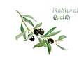 Watercolor drawing of an olive branch with leaves and inscription Traditional quality