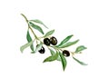 Watercolor drawing of olive branch with leaves isolated on white background.