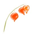 Watercolor drawing orange physalis isolated on white
