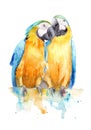 Watercolor drawing of a pair of birds in love - Blue and yellow macaw Royalty Free Stock Photo