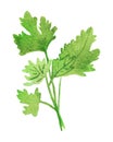 Watercolor drawing of a parsley plant. Fragrant seasoning, isolated on white background, for beautiful design, with space for text