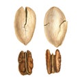Watercolor drawing pecan nuts