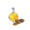 Watercolor drawing pecan oil Royalty Free Stock Photo