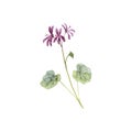 watercolor drawing Pelargonium sidoides