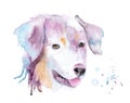 watercolor drawing of a pet - dog. Australian shepherd