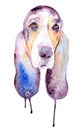 watercolor drawing of a pet - dog. Basset hound.