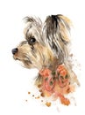 Watercolor drawing of a pet - dog. yorkshire terrier