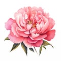 Watercolor drawing of pink peony flower isolated on white background. Realistic detailed painting