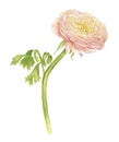 Watercolor drawing pink ranunculus