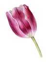 Watercolor drawing pink tulip