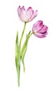 Watercolor drawing pink tulips