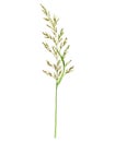 watercolor drawing plant of bulbous oat grass