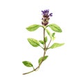 watercolor drawing plant of common self-heal