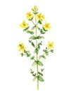 watercolor drawing plant of perforate St John's-wort