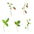 Watercolor drawing plants of strawberry Royalty Free Stock Photo