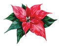 watercolor drawing, poinsettia flower. christmas plant, winter, new year