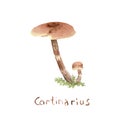 Watercolor drawing of poisonous mushrooms - Toadstool Cortinarius