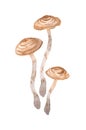 watercolor drawing of poisonous mushrooms - Toadstool Cortinarius sketch