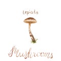 Watercolor drawing of poisonous mushrooms - Toadstool Lepiota helveola