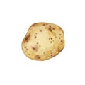 Watercolor drawing of potatoes. A young potato tuber isolated on a white background, hand-painted in watercolor.