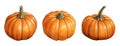 watercolor drawing, pumpkin set. autumn holiday, harvest, thanksgiving Royalty Free Stock Photo