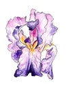 Watercolor drawing purple irises. color and graphics