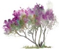 Watercolor drawing of purple lilac bush with grass