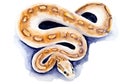 Watercolor drawing of python isolated on the white background. Hand painted illustration of snake