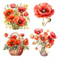 Watercolor Drawing of Red Poppy Flowers Isolated on White. Botanical Illustration of Papaver Rhoeas in Vintage Style Royalty Free Stock Photo