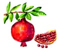 Watercolor drawing of a ripe red grant on a branch