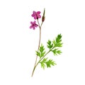 watercolor drawing Robert geranium Royalty Free Stock Photo