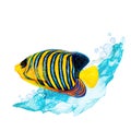 Watercolor drawing of royal angel fish and blue wave on white background. Realistically painted underwater picture for