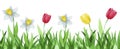cute illustration of a meadow with spring flowers tulips and daffodils Royalty Free Stock Photo