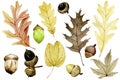 Watercolor drawing. set with acorns and dry autumn oak, maple leaves. autumn set with yellow, red leaves, colored acorns isolated Royalty Free Stock Photo