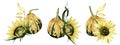 Watercolor drawing set of autumn compositions. three autumn bouquets with pumpkins, sunflower flowers and dry herbs isolated on wh