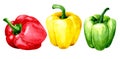 watercolor drawing. set of bell peppers, red, green and yellow. vegetables. Royalty Free Stock Photo