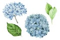 Watercolor drawing. set of blue hydrangeas. isolated on white background clipart blue hydrangea flowers and green leaves. realisti Royalty Free Stock Photo